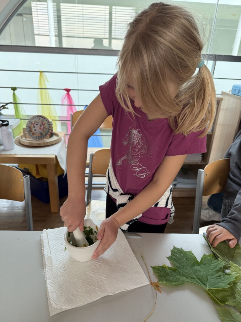 "Warum werden die Blätter im Herbst bunt?" In einem Mörser wurden Blätter zerkleinert und zerstampft. Anschließend wurde eine Experiment durchgeführt. 