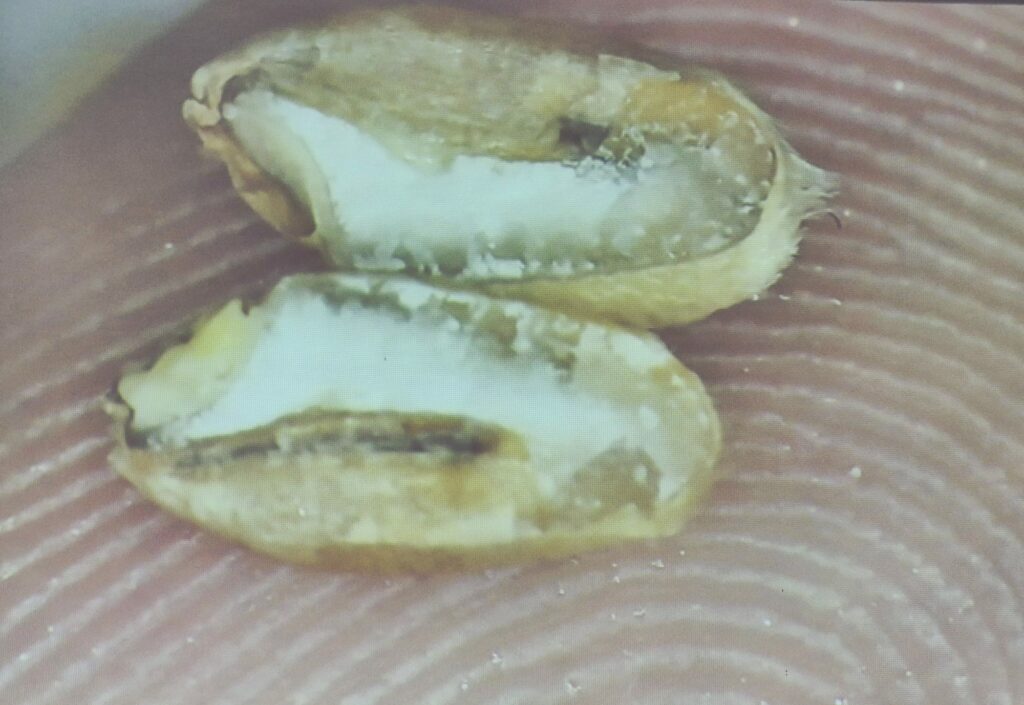 Zum Thema: "Vom Korn zum Brot" Auf diesem Bild sieht man den Mehlkörper. 