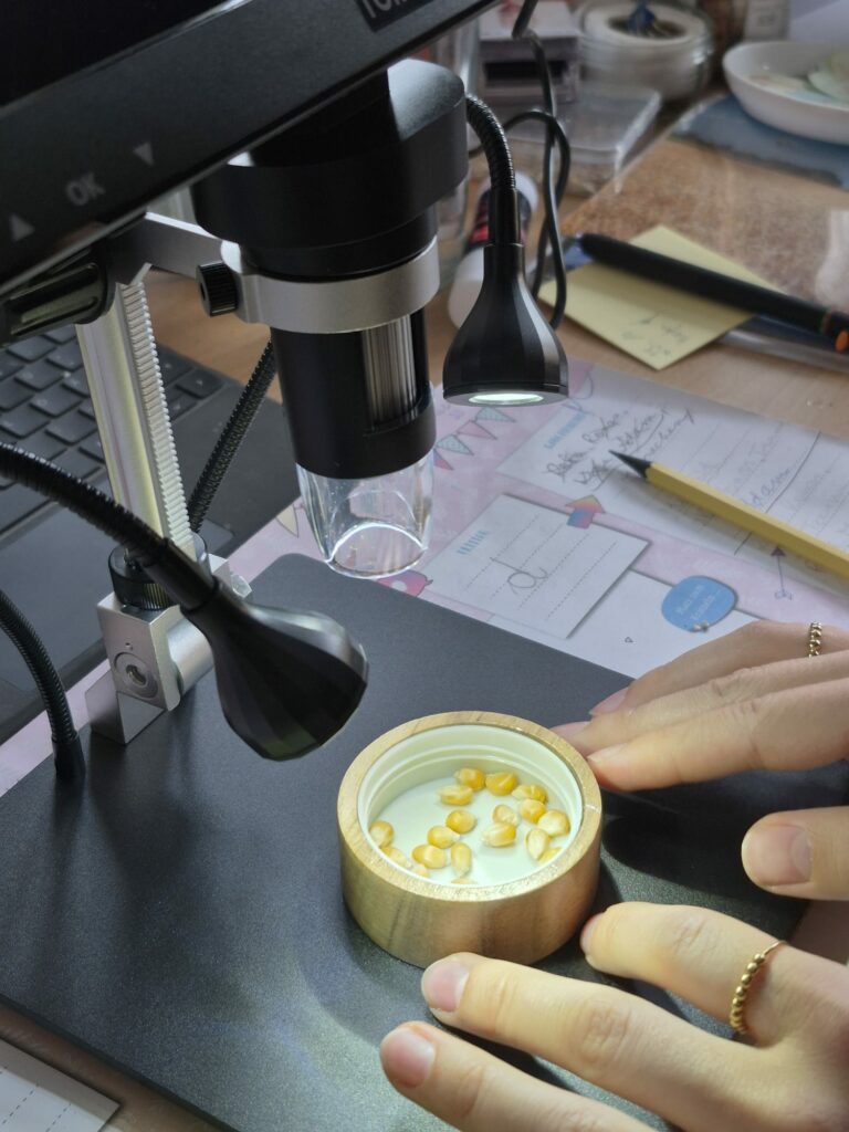 Zum Thema: "Vom Korn zum Brot"  Hier wird das Mikroskop verwendet. Das Getreide wird ganz nah betrachtet. 