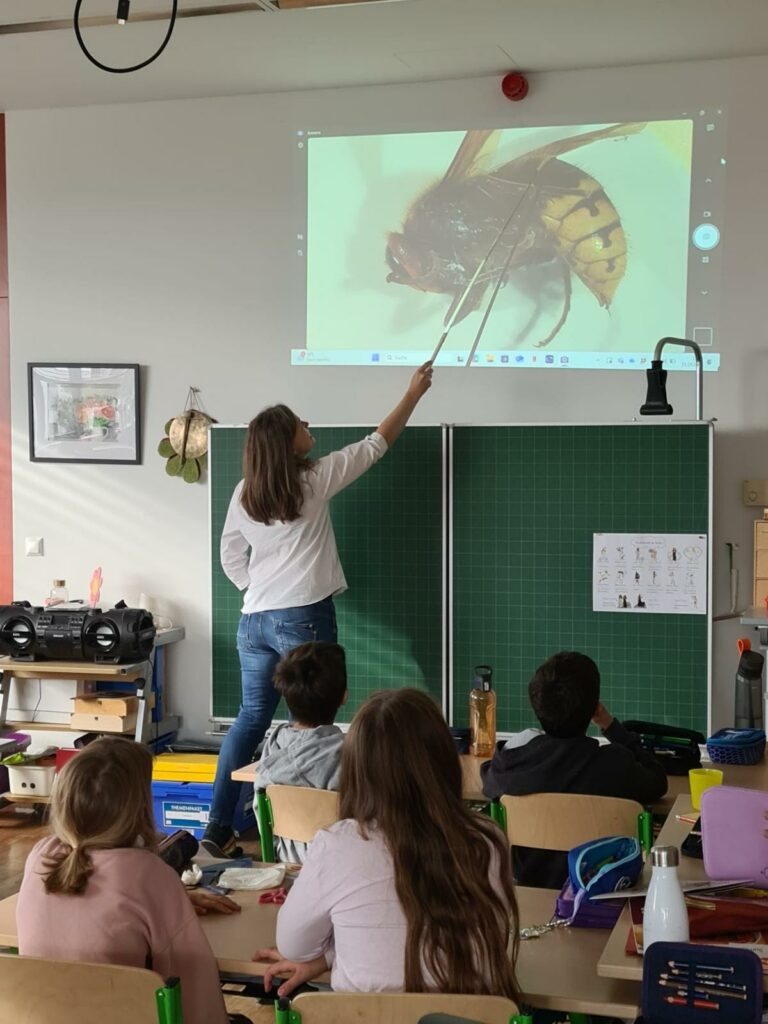 In einer Klasse sieht man auf die Wand projiziert eine Biene. Kinder schauen sich staunenswertes unter dem Mikroskop an. 