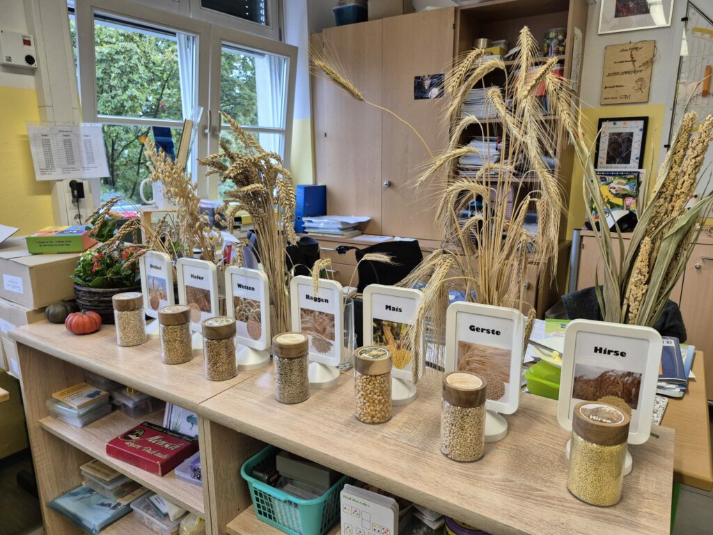 Zum Thema: "Vom Korn zum Brot" 
Auf diesem Bild sieht man viele Getreidearten aus der Region, wie Gerste, Mais, Roggen, Weizen, Dinkel, Hafer und Hirse. 