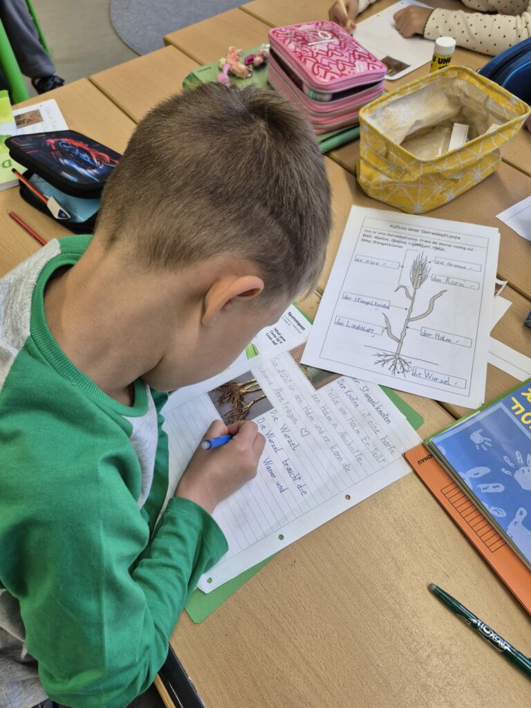 Zum Thema: "Vom Korn zum Brot" Ein Kind arbeitet fleißig an dem Thema auf einem Arbeitsblatt. 