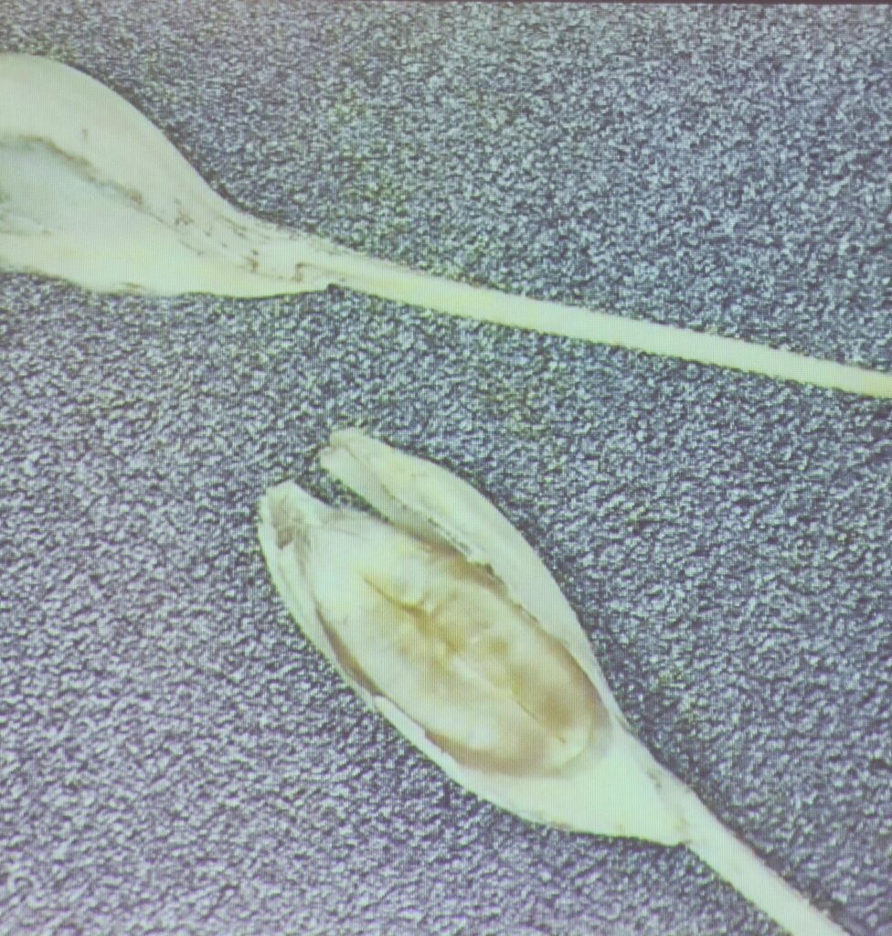 Zum Thema: "Vom Korn zum Brot" Auf diesem Bild sieht man Spelze, Korn und Granne. 