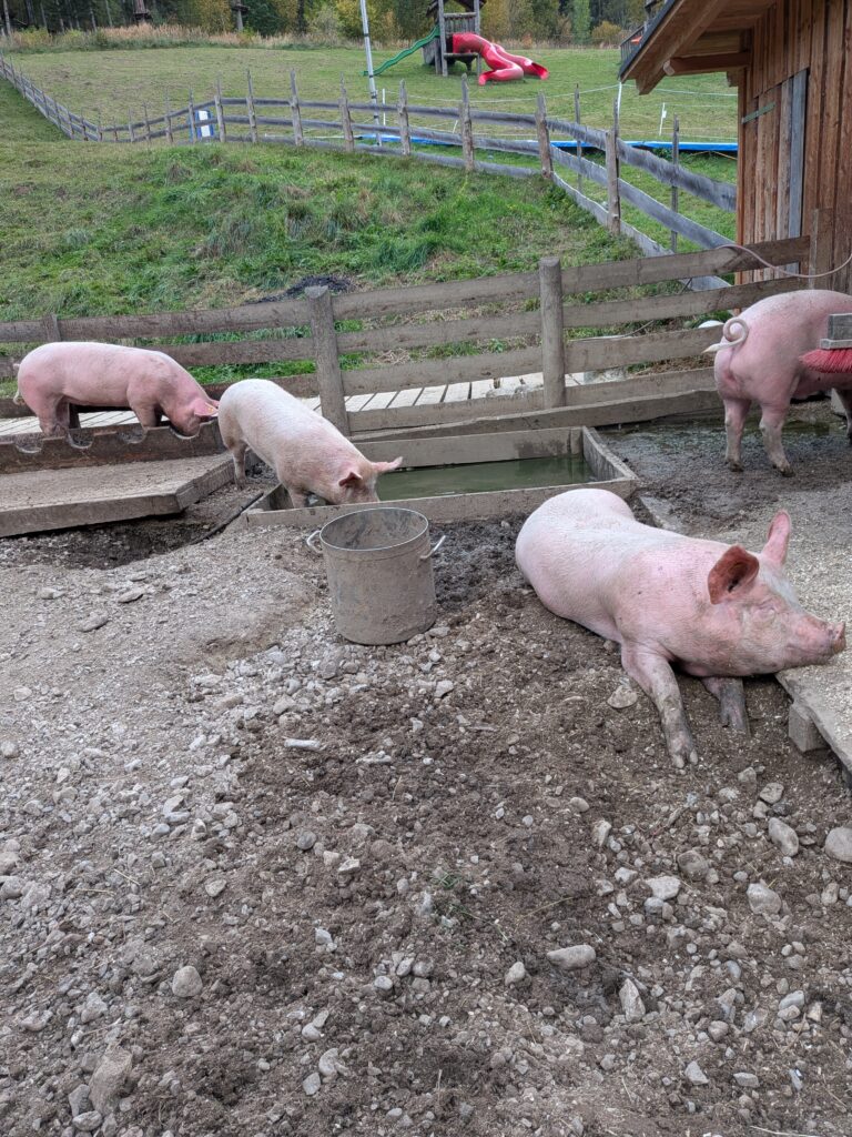 Projekttage Appelhof: Schweine